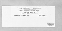 Bremia lactucae image